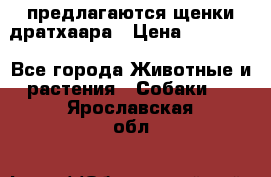 предлагаются щенки дратхаара › Цена ­ 20 000 - Все города Животные и растения » Собаки   . Ярославская обл.